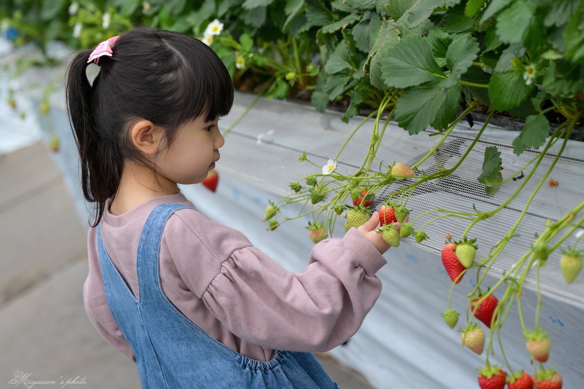 宮さん Photo Rider tweet media