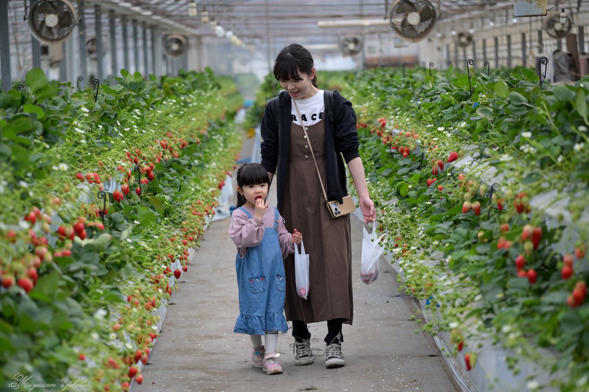 宮さん Photo Rider tweet media