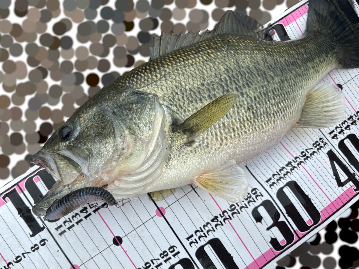 しまかぜ tweet media