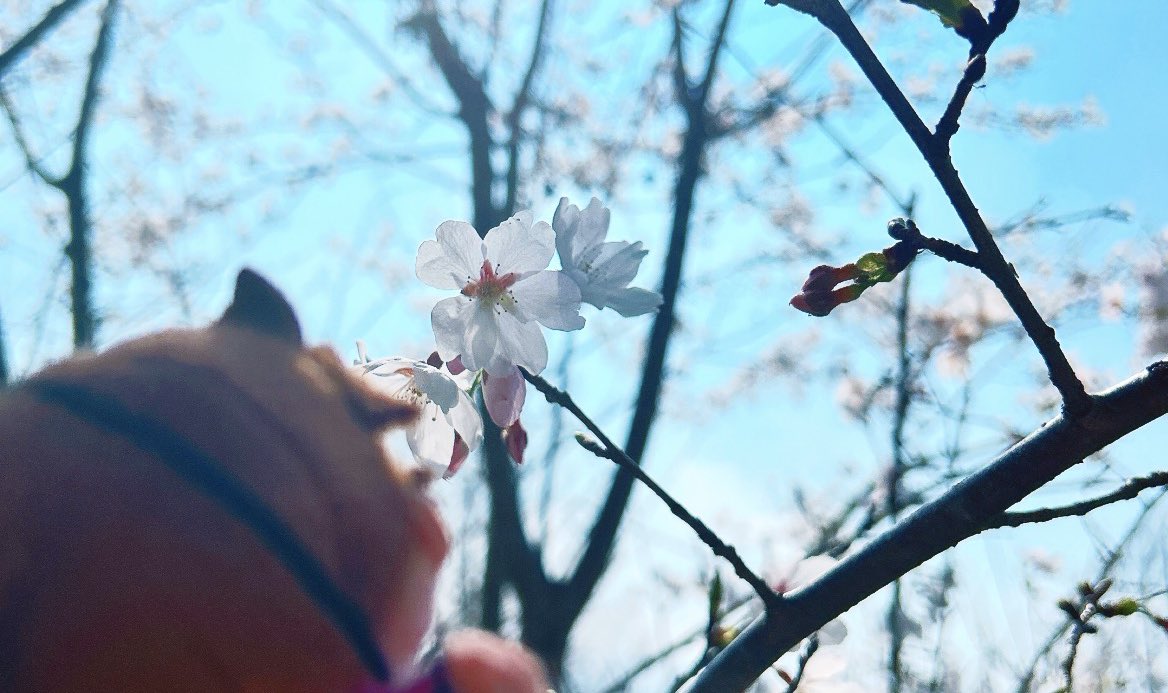 k___omame's tweet photo. 奇跡的に晴れたので、ちみ作と春の冒険🌱⋆｡
好奇心に満ち溢れた色んな表情が撮れました📷´-
きらきらでとても綺麗でした

 #ほわぬいといっしょ 
 #rkrnぬい撮り部 https://t.co/Hbzus5RpVE