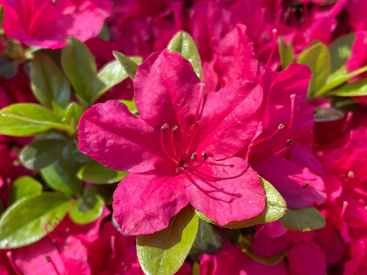 上野案内所 UENO Information Center【公式】 tweet media