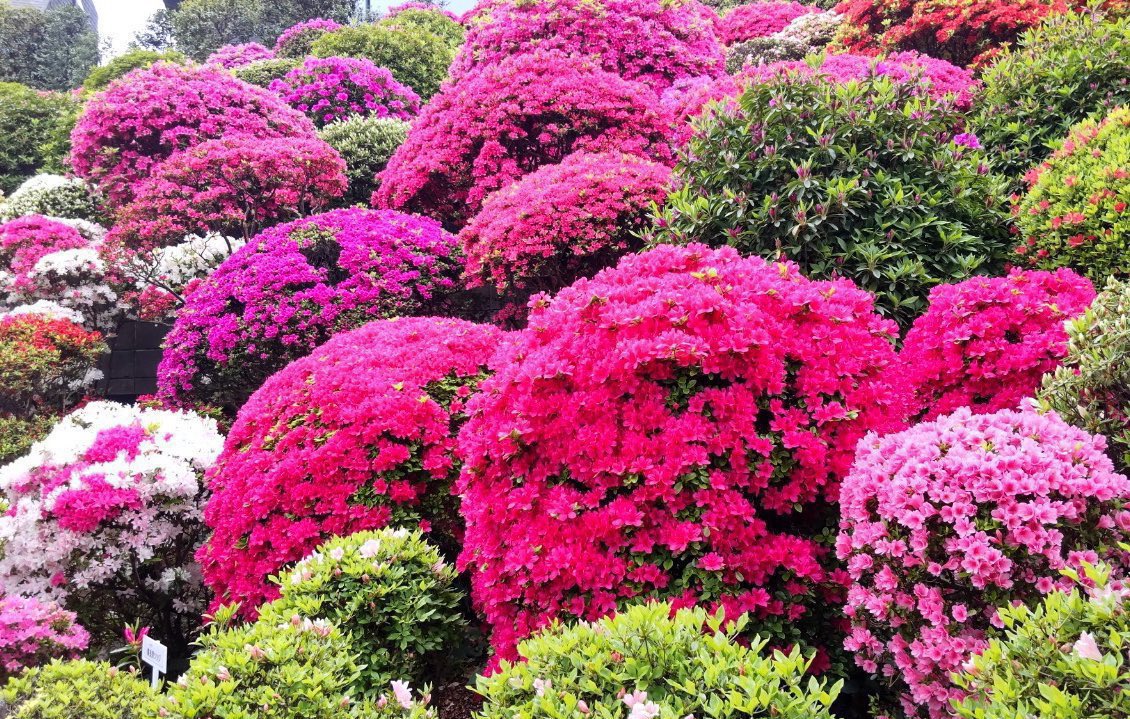 上野案内所 UENO Information Center【公式】 tweet media