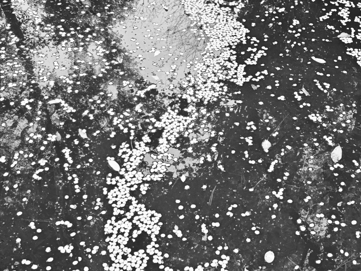 lain jing（れいん） tweet media