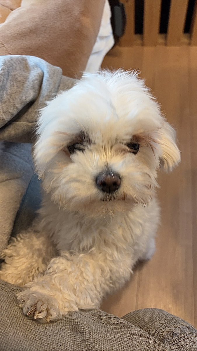 猟牙【RAZOR】 tweet media