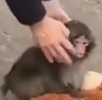 IlGuruMasciuga tweet media