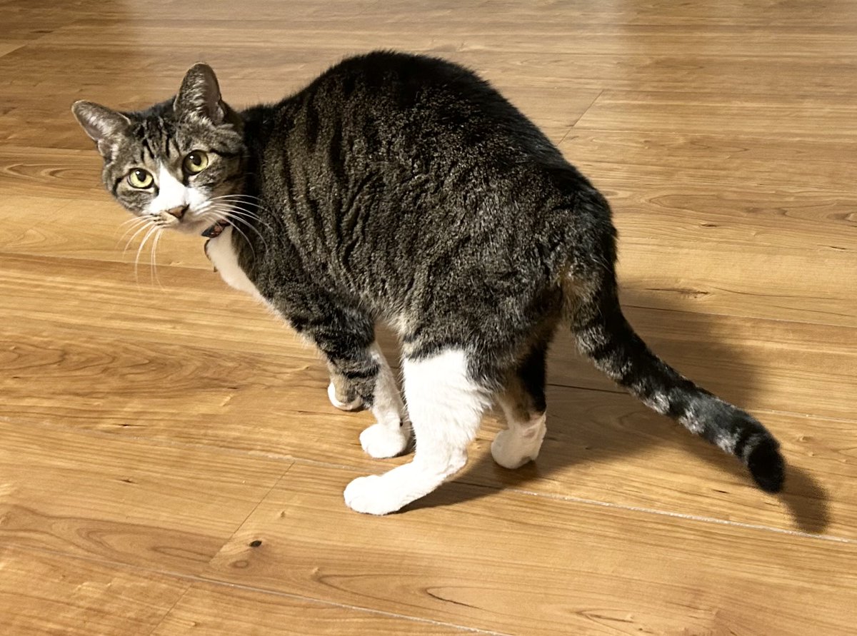 🐉\(GÅO)/🪁 tweet media