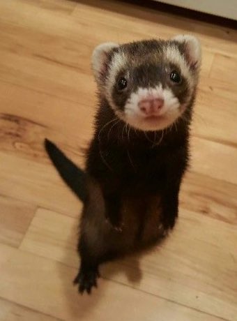 족제비유 tweet media