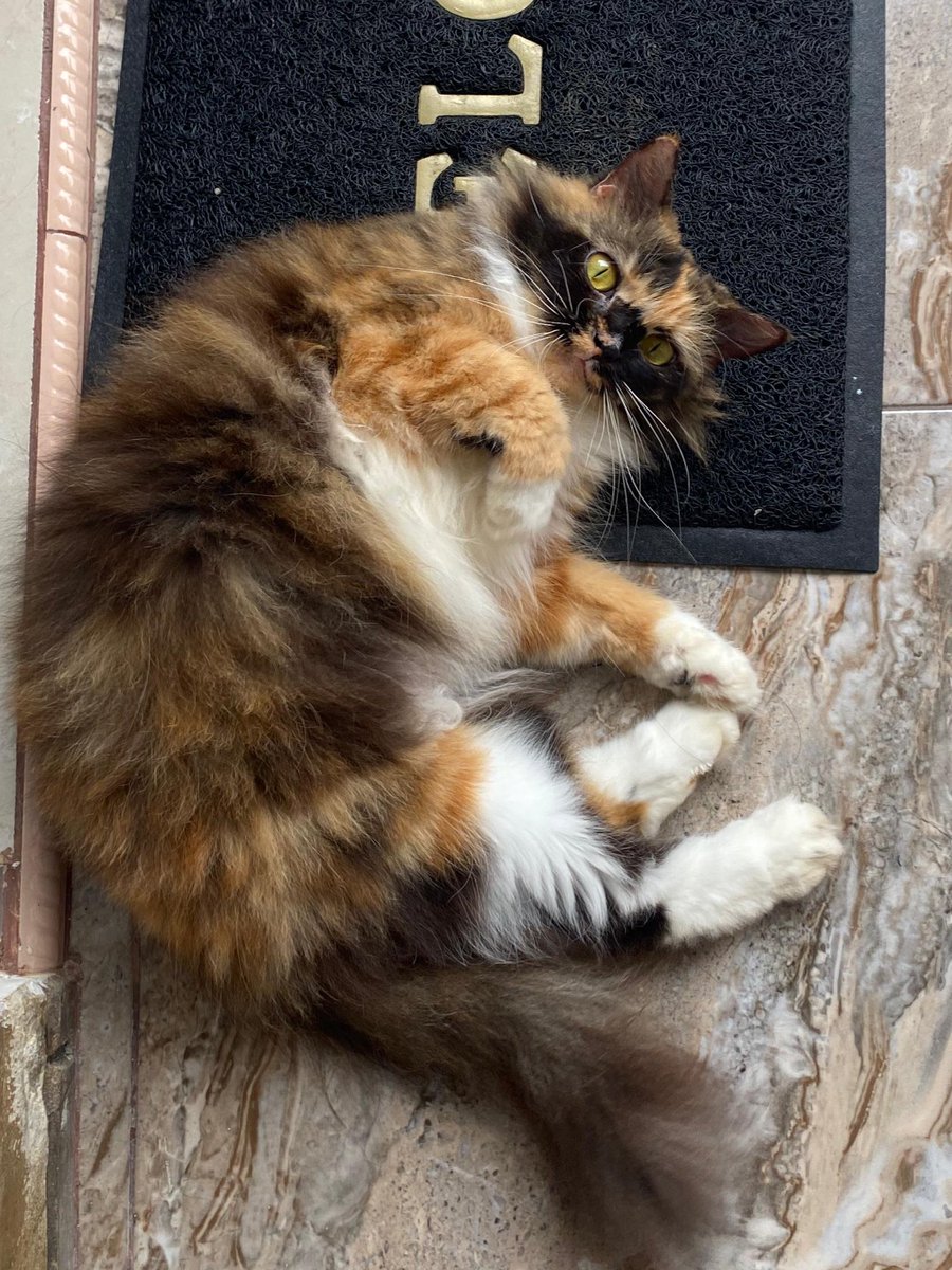 ݂۫ಿৎ zahra tweet media