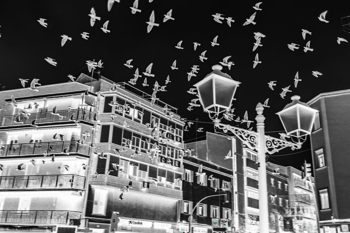 JMDoradoFaces's tweet photo. Diálogos 18 #photoseries #streetphotography #documentaryphotography #conceptualphotography #conceptphoto #diptych #grainisgood #areburebokeh #blackandwhitephotography #bnwphotography #monochromephotography #shotfromthehip #cityscape #birds #skyline #nightphotography #negative https://t.co/thESxHRqzE