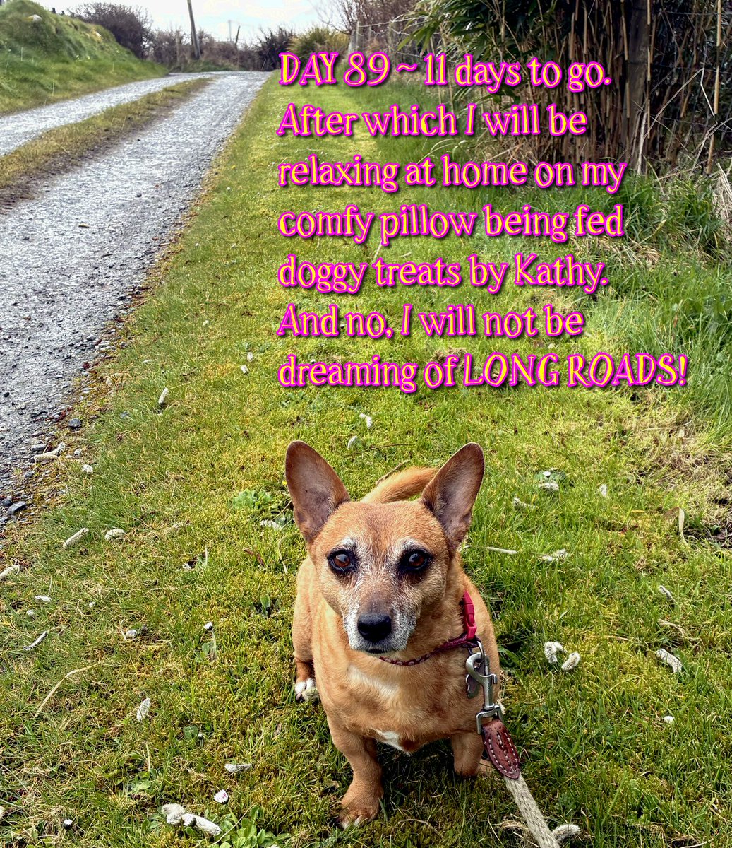 welovedonegal's tweet image. #RubyBeag #dogs #Donegal .