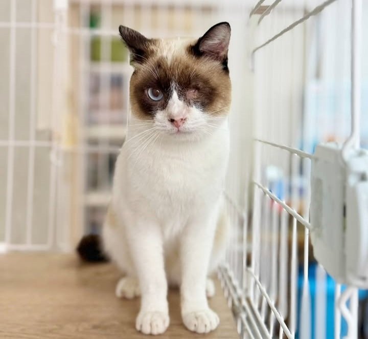 ただの猫ゃで tweet media