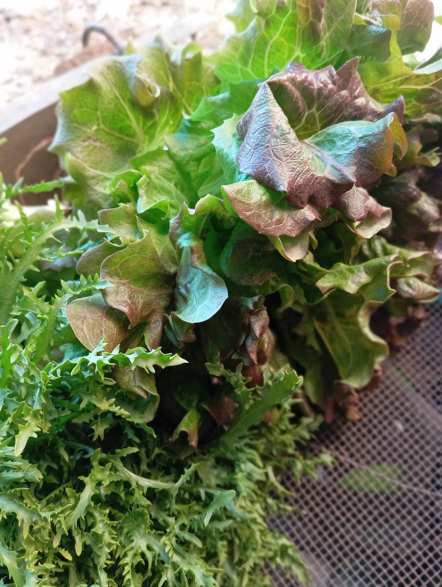 Enric Solà tweet media