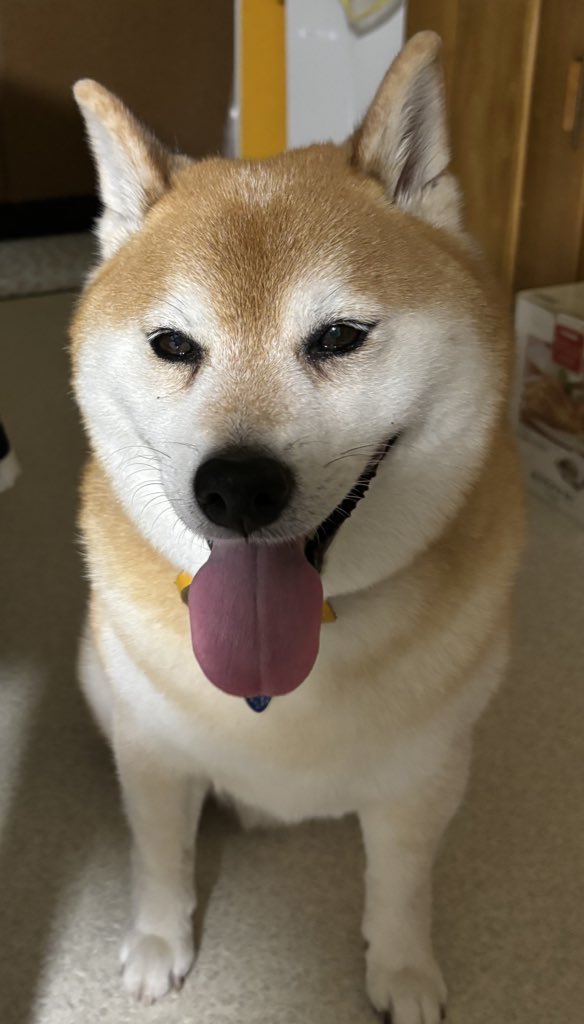 オバケのロックバンドと未来未来を聞けマン tweet media