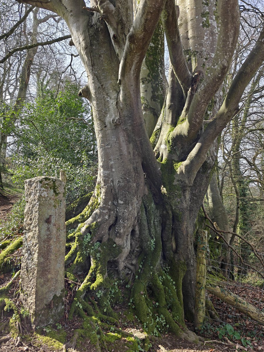 Anita Cook tweet media