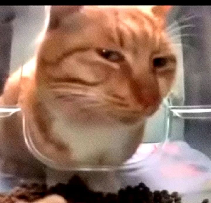 우리집보리차도둑 tweet media