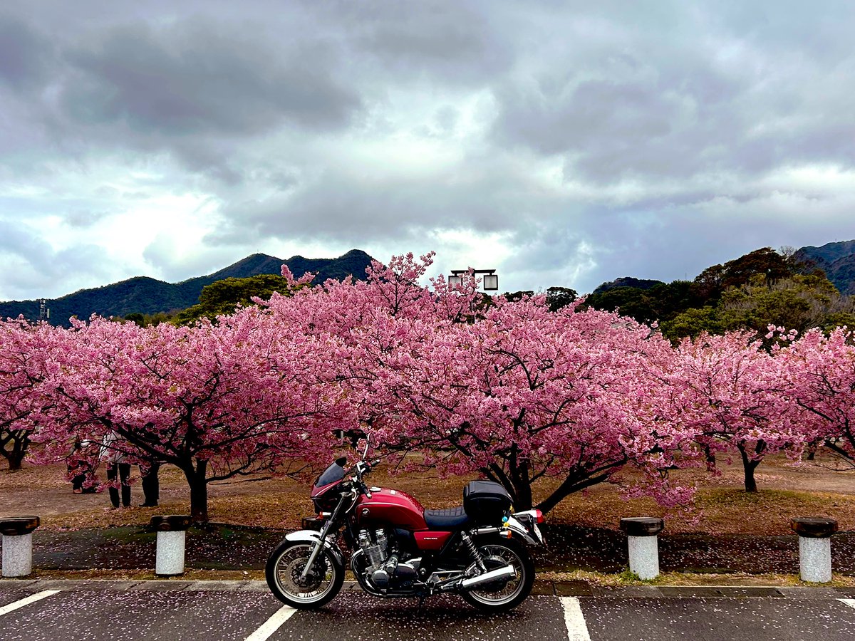 メグロEX tweet media