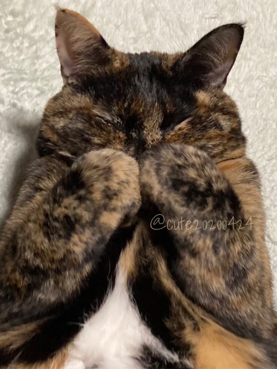 きゅーちゃん成長日記 tweet media