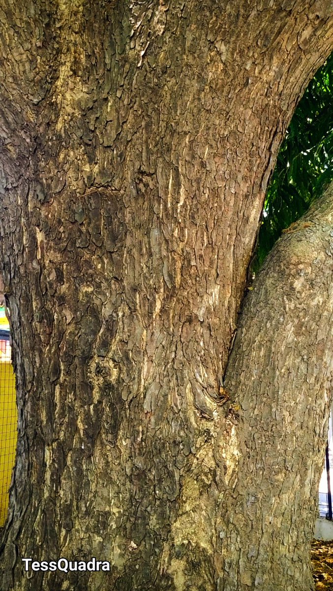 Tess Quadra🔨NO DM🔨 LXXIII tweet media