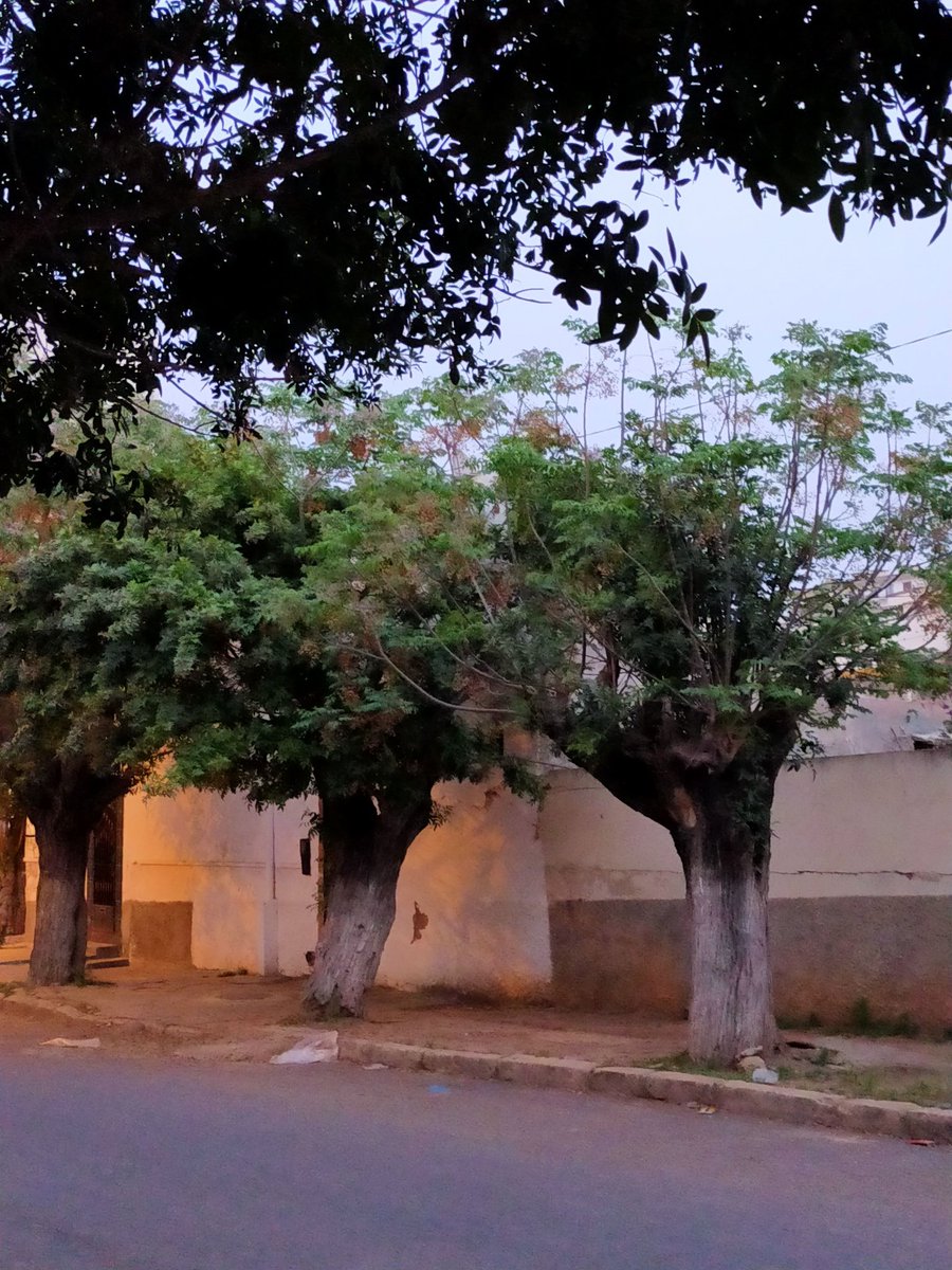 ZAHRAOUI MOHAMMED tweet media
