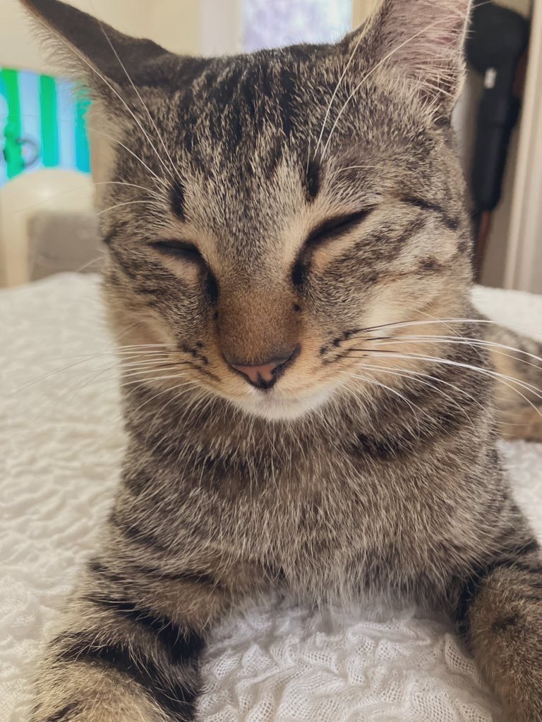 wonwootamam's tweet photo. 就職決まりました😭
本命の会社です！嬉しい😭

40代後半、精神疾患を明らかにしての就活は厳しかった…
障害者雇用だから薄給だけど、ナビを養っていくことはできます
体調管理を続けて細く長く働いていきたいです

ナビのおかげで踏ん張れたよ…
ナビありがとうね🥲♡

#ねこと生きる
#双極性障害 https://t.co/bLbHssXOBd