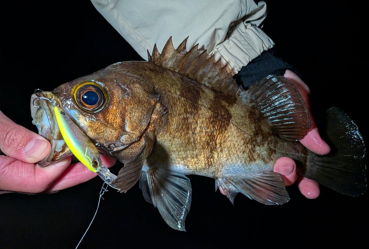 横山創万(そうま) tweet media