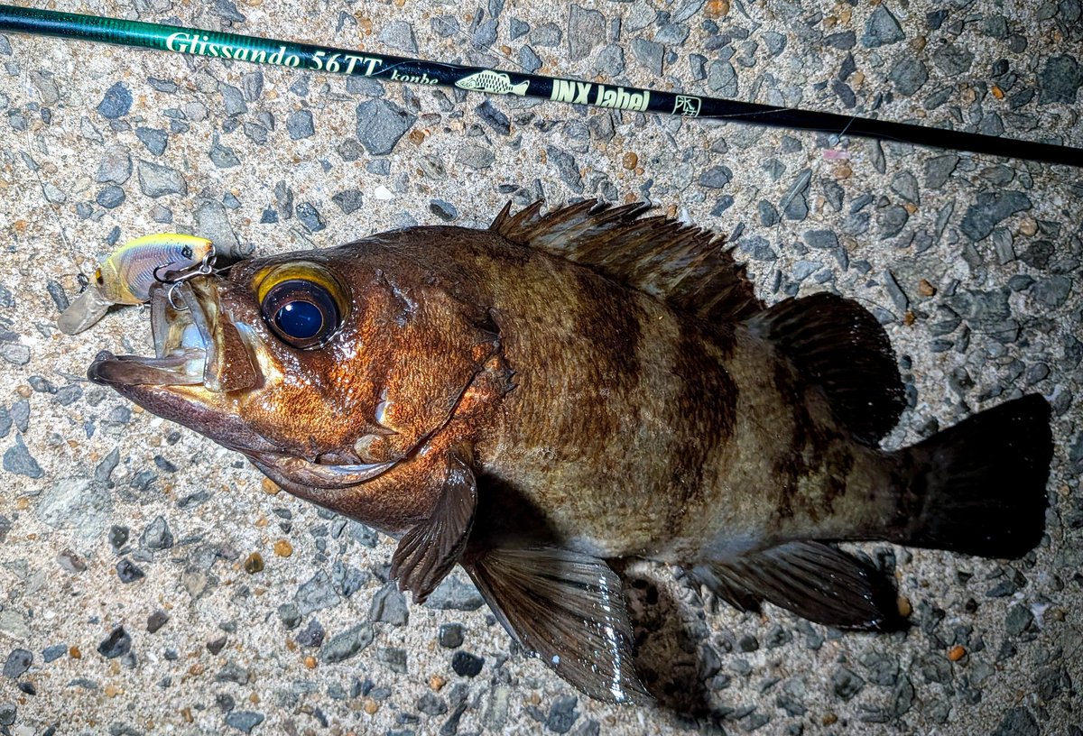 横山創万(そうま) tweet media