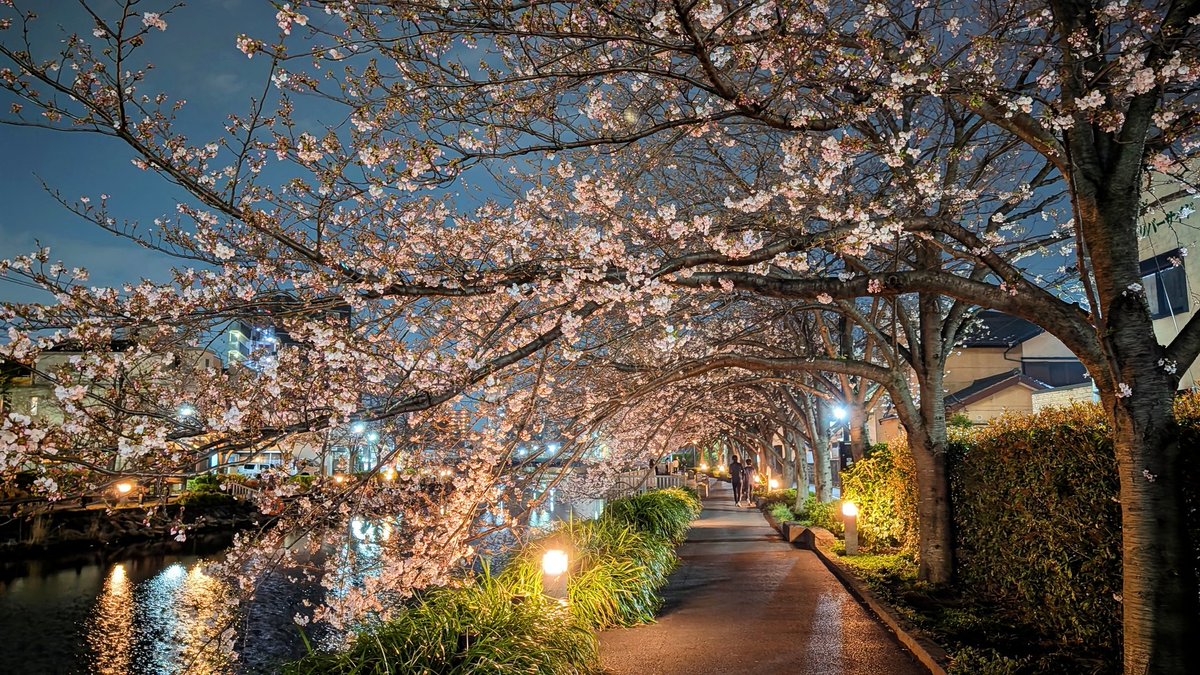 ベポ🍻 tweet media