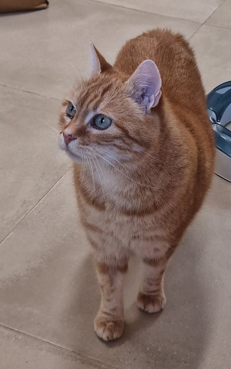 Malamor  tweet media