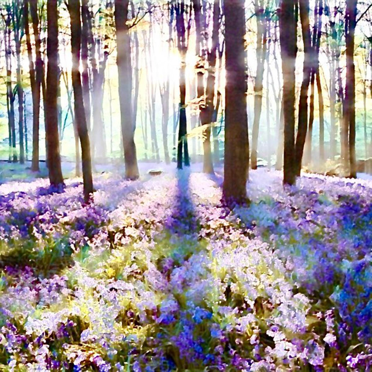 RuthMcDonald1's tweet photo. Bluebells are out early this year in Kent a wonderful sight especially first thing in the morning -go for a walk in the countryside this Easter and discover them- #bluebells #Kent #tuedsay #woodland #countyside #painting #sunlight #carpetofblue #flowers #flowering #woodlandwalk https://t.co/j7m5PFNvSR