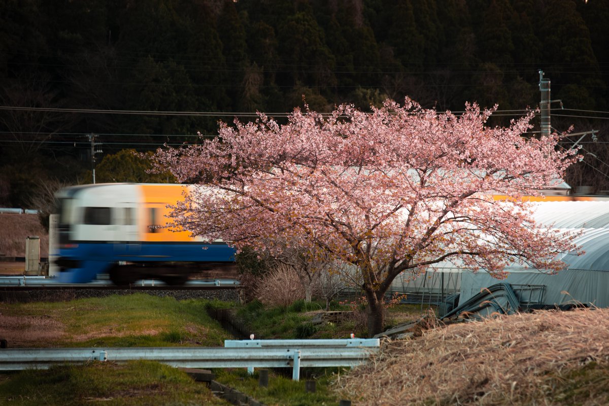 どんぶり tweet media