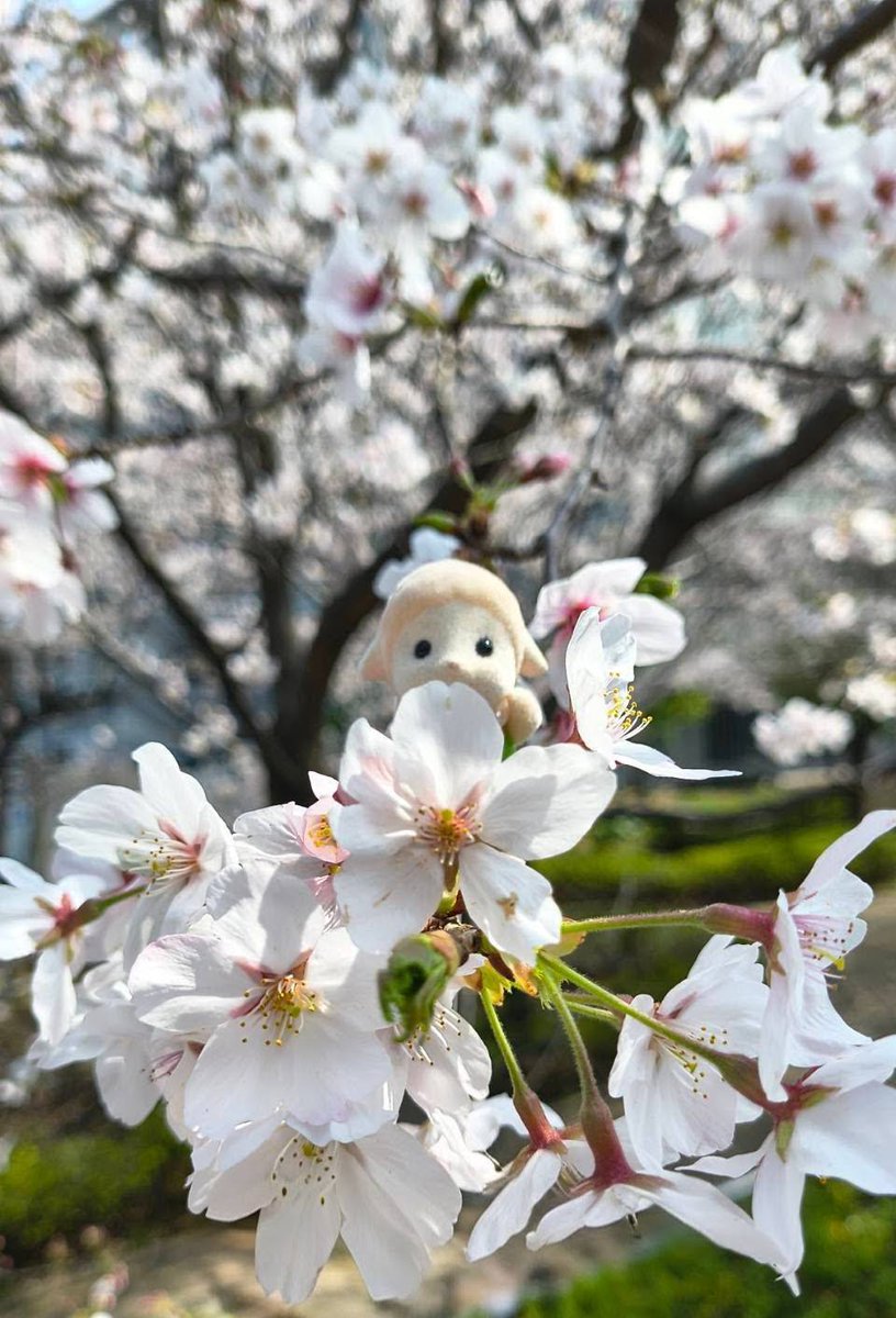 をかぴ tweet media