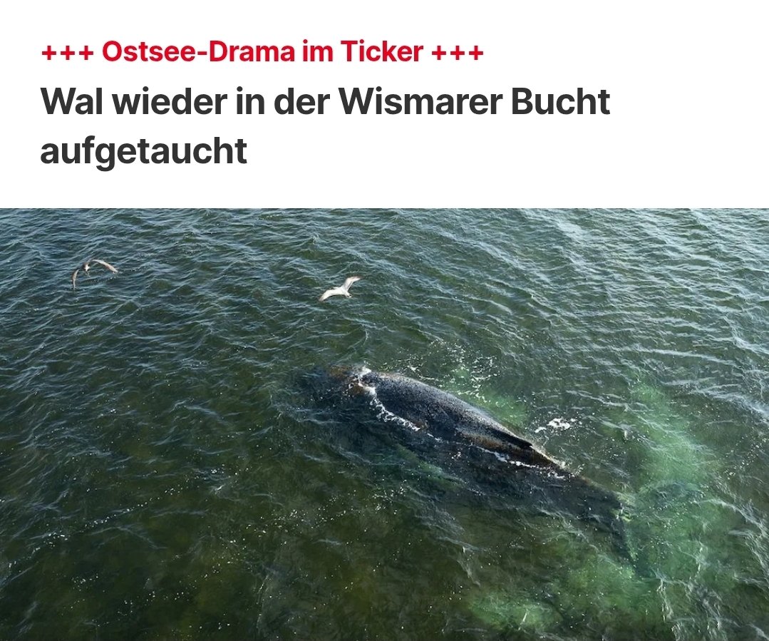 VolkerKetzer tweet media