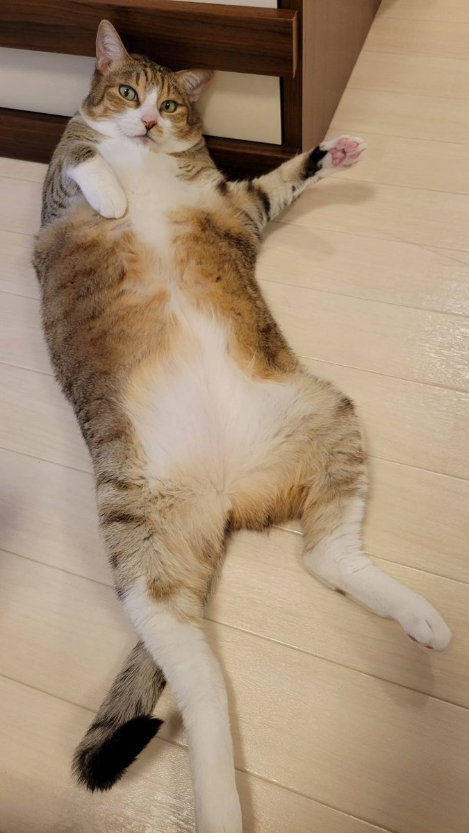 早くお腹撫でてよ
と申しております