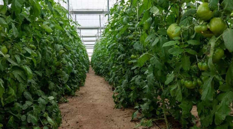 Cooperativas Agro-alimentarias de Andalucía tweet media