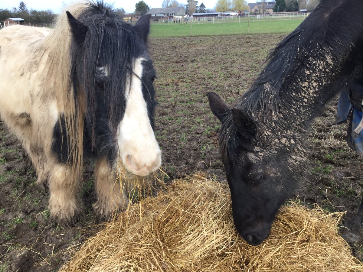 Eggsy Pony & Friends tweet media