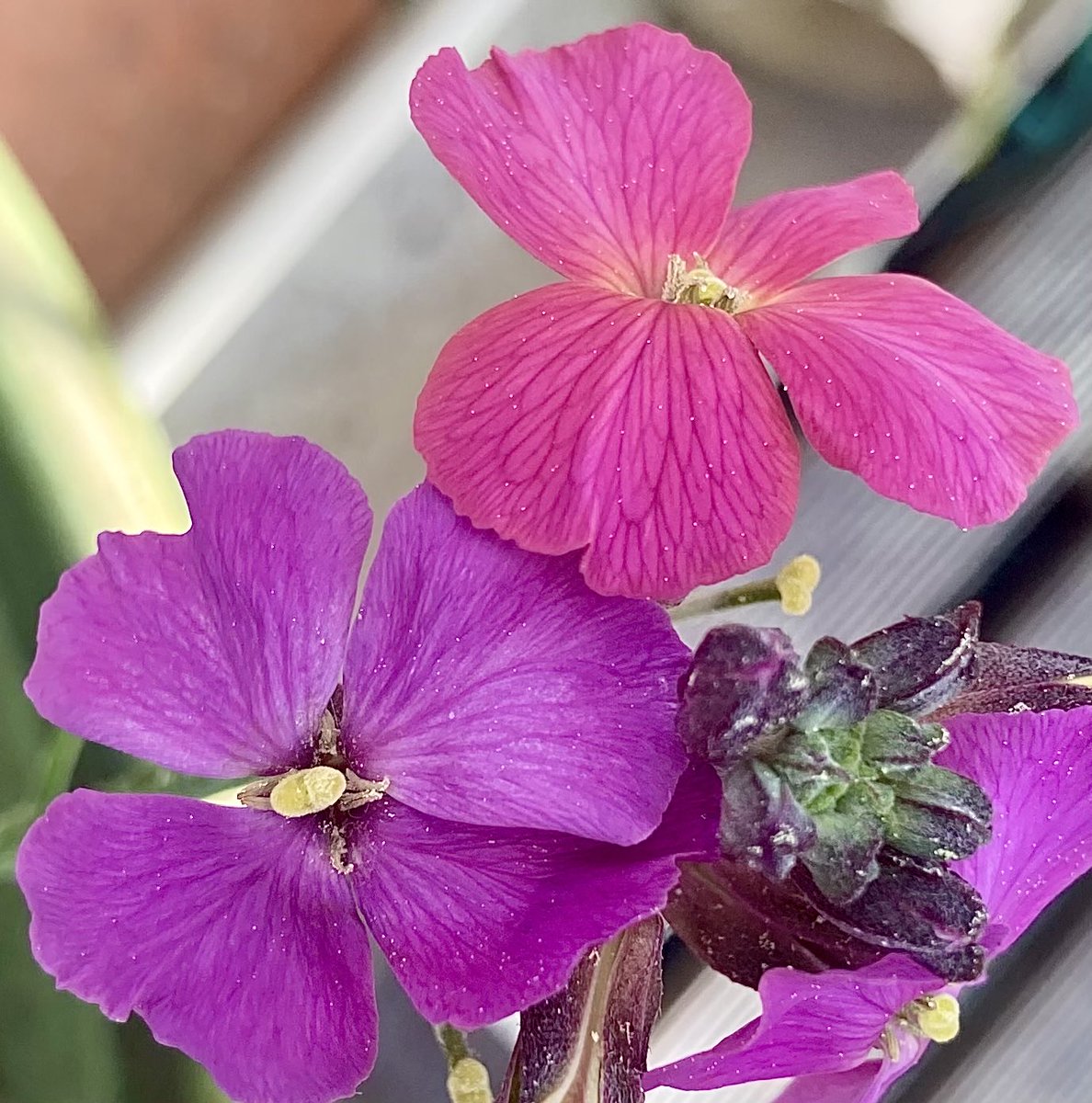 Francois Busson tweet media