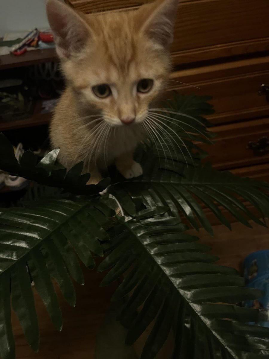 HaleyKittyyy's tweet photo. how is she this tiny and chaotic at the same time 😭 https://t.co/sgeVOVUYFS