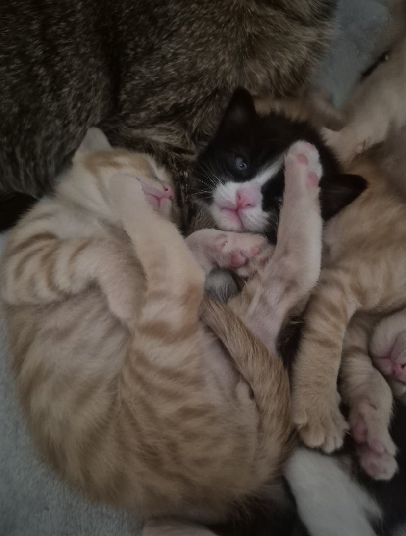 Molly Sümüklüburun tweet media