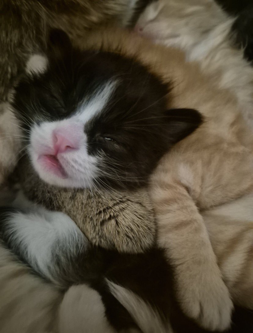 Molly Sümüklüburun tweet media