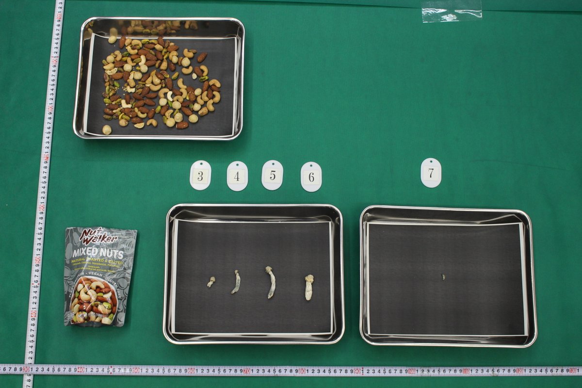 【密輸事件】
#門司税関 福岡空港税関支署は、タイ王国から #麻薬 を含有するきのこ類 を密輸入しようとした犯則者を告発したワン。 
#密輸 は絶対に見逃さないワン！
詳細はこちら。 　customs.go.jp/kyotsu/hodo/ji…

#税関 #麻薬