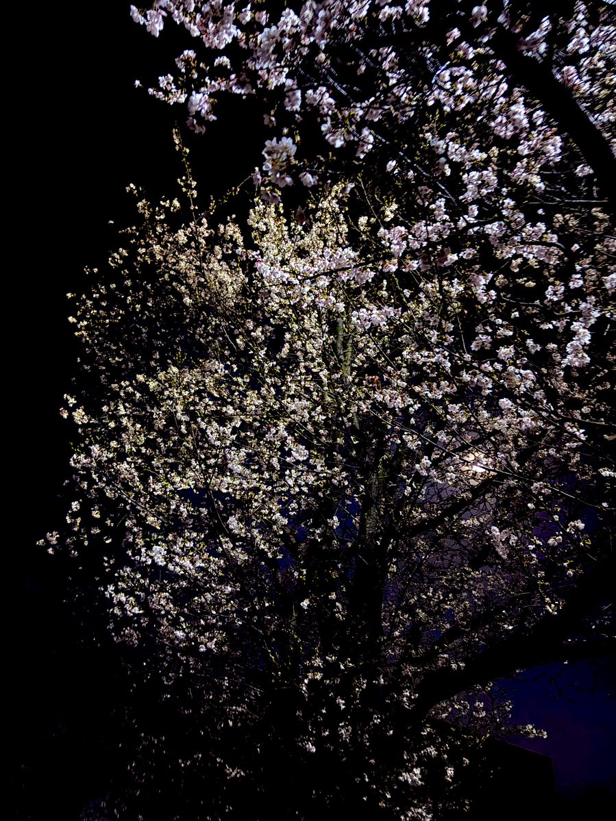 しゅな tweet media