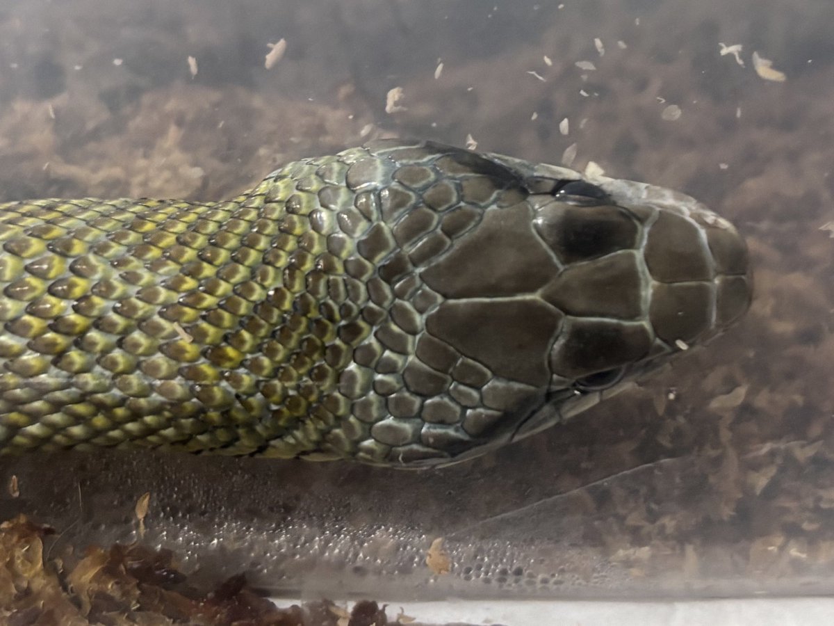 ポコモ🐍 tweet media