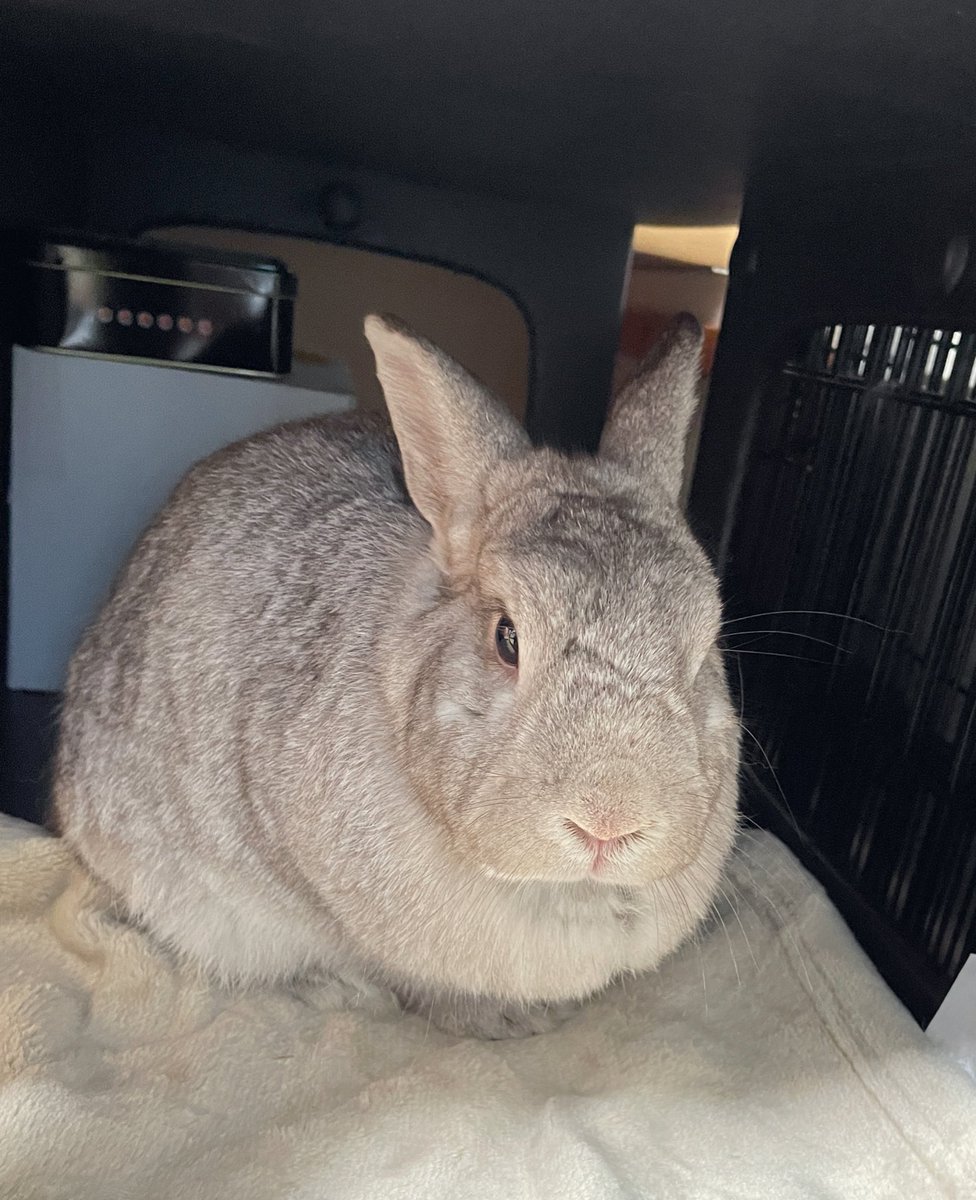 🐰𝙼𝚊𝚙𝚘. (まぽ)🐰 tweet media