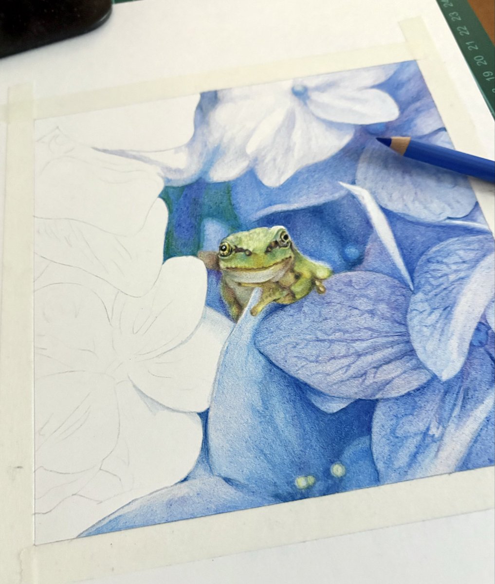 chie_t19690428's tweet image. 以前描いた同じモチーフを再制作中…ｹﾛ🐸
#色鉛筆画
#coloredpencildrawing
#カエル
#紫陽花