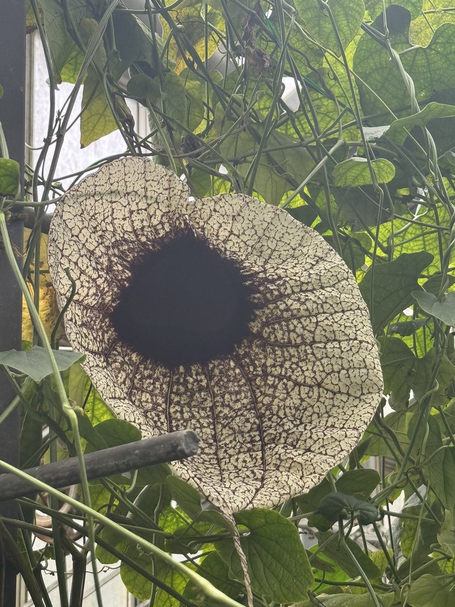 古代かわうそ❖めるた❖ 槍鯖 tweet media