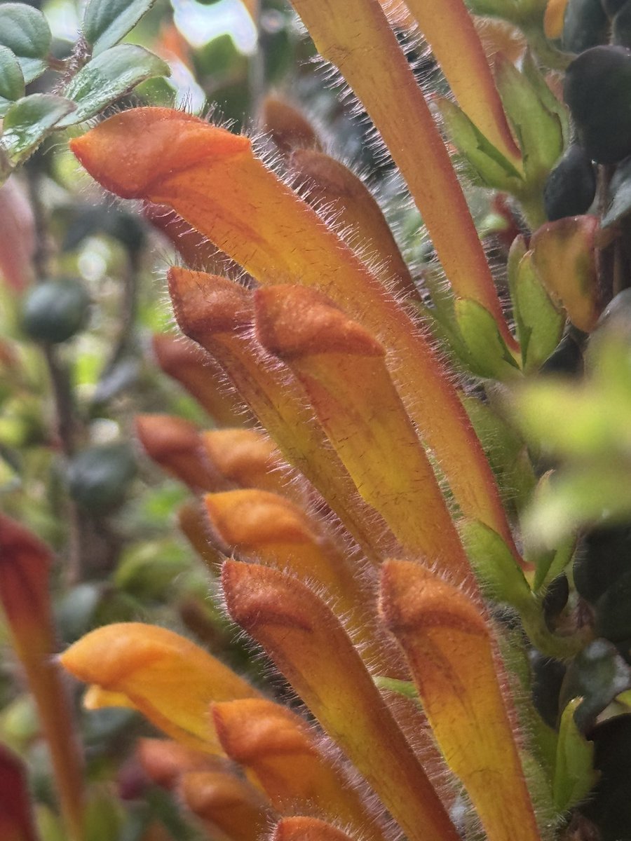 古代かわうそ❖めるた❖ 槍鯖 tweet media