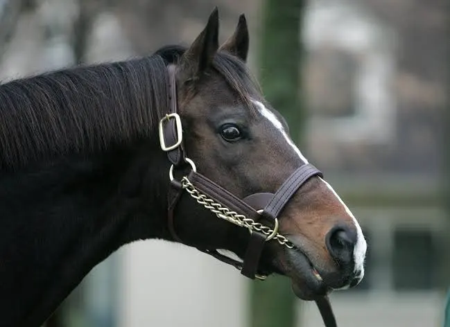 blindadosalas1's tweet photo. #Hipismo #InMemoriam El 31/03/1989 nació A P. INDY 🇺🇲 Hijo de SEATTLE SLEW. Campeón de 3 años. Caballo del Año (1992) #SADerby #BCClassic Líder Semental (X2) Jefe de Raza: Padre de PULPIT (Éste dio a TAPIT), MINESHAFT, MALIBU MOON, BERNARDINI, etc. 

Falleció el 21/02/2020. https://t.co/ey7LLZyZXj