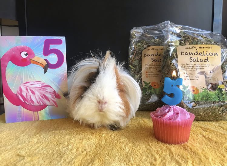 🇬🇧🐹🌿Chestnut Lodge 🌿🐹🇺🇦 tweet media