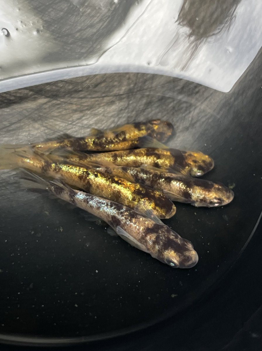 めだパン tweet media