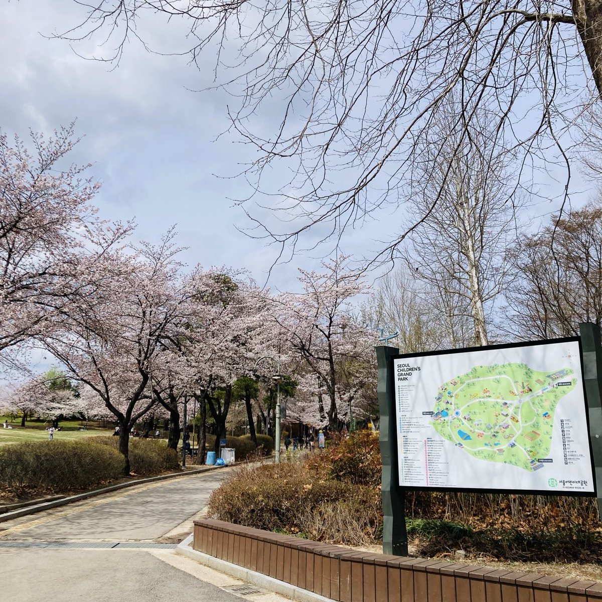 韓国ソウル
オリニ大公園の桜もほとんど満開です
